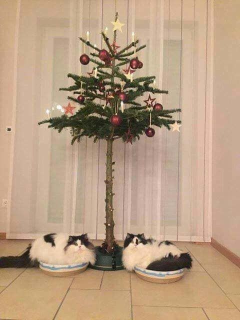 Acid Picdump (115 pics)