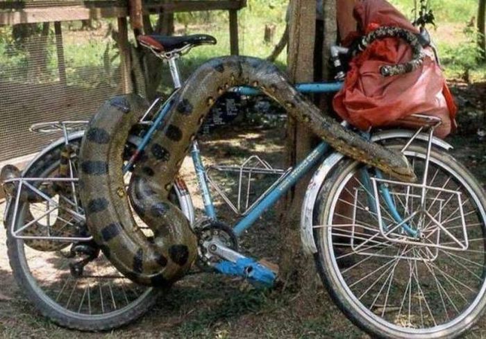 Acid Picdump (115 pics)