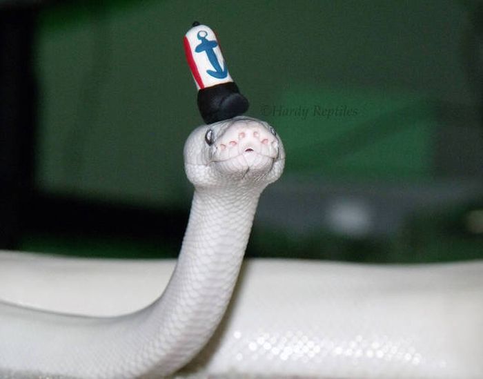 Acid Picdump (115 pics)