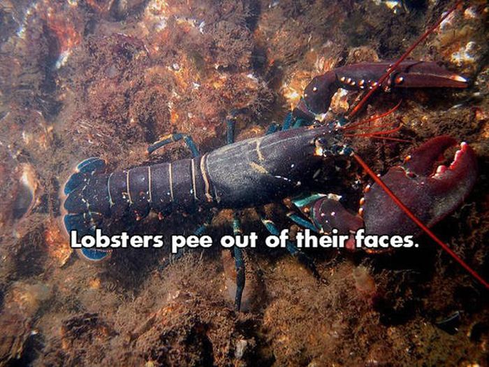 Prepare To Be Blown Away By These NSFW Facts (18 pics)