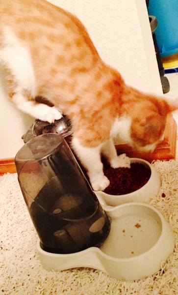 Acid Picdump (106 pics)
