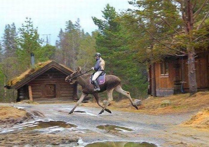 Acid Picdump (106 pics)