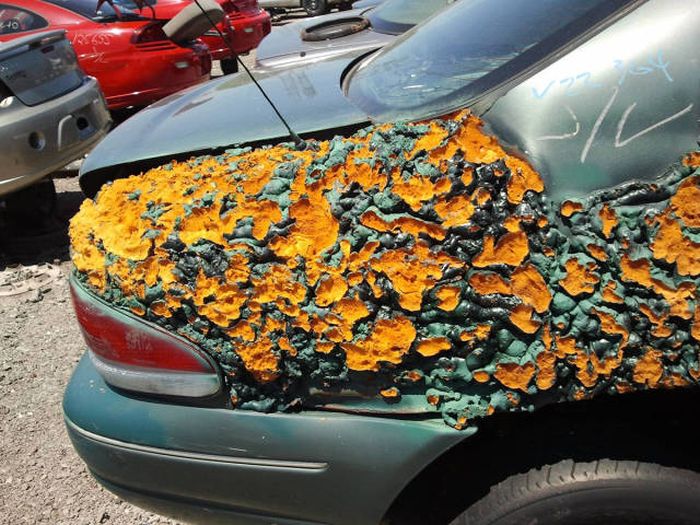 Acid Picdump (106 pics)