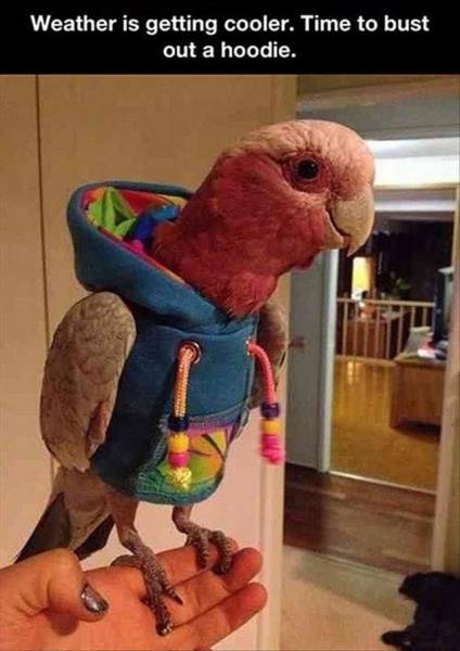 Acid Picdump (106 pics)