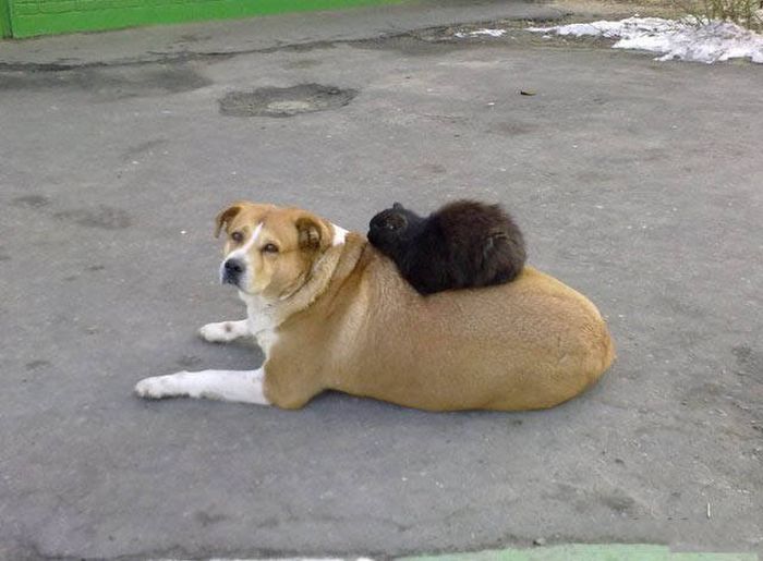 Pictures That Show Who's The Boss And Who's The Slave (40 pics)