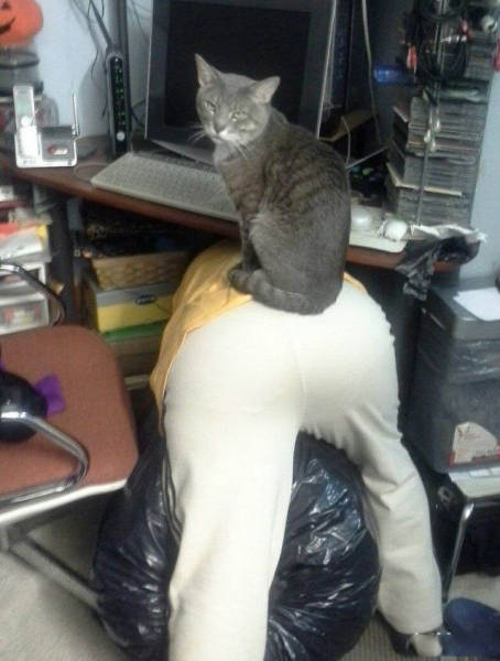 Pictures That Show Who's The Boss And Who's The Slave (40 pics)