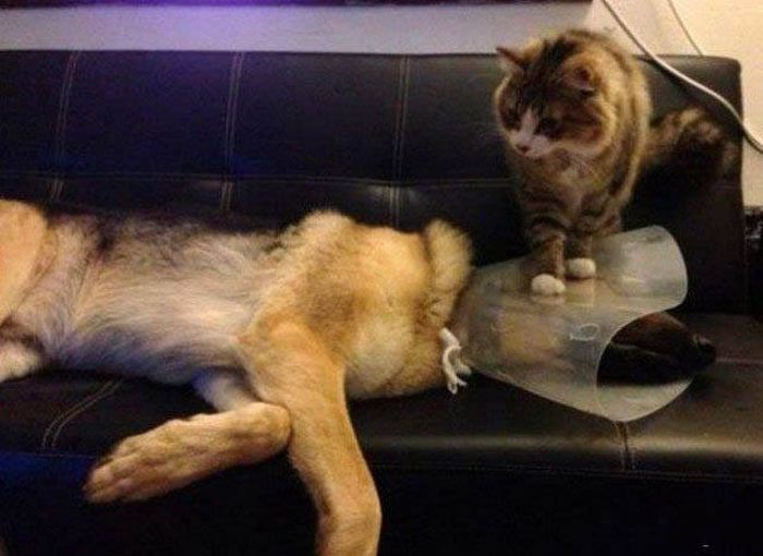 Pictures That Show Who's The Boss And Who's The Slave (40 pics)