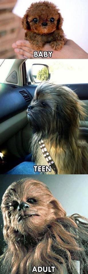 Funny Star Wars Pics That Will Instantly Improve Your Day (24 pics)