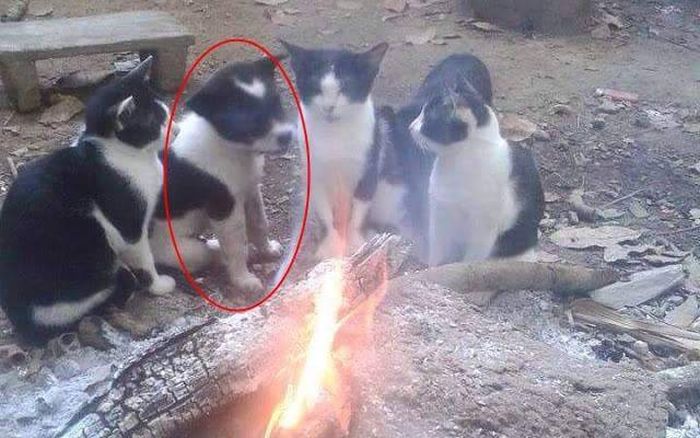 Acid Picdump (110 pics)