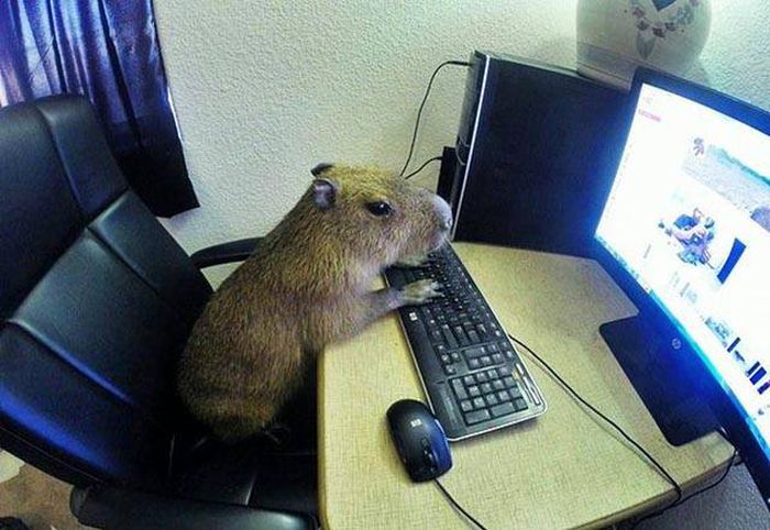 Acid Picdump (110 pics)