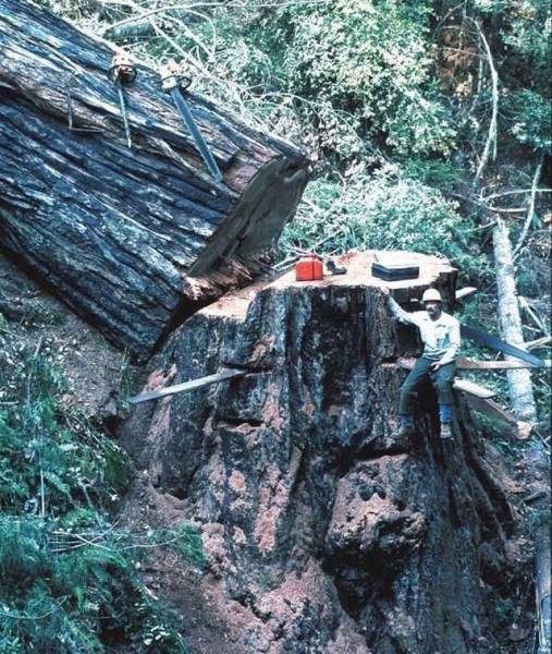 Acid Picdump (110 pics)