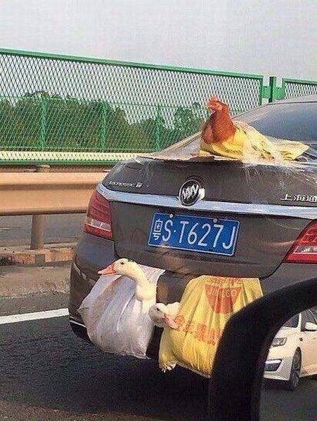 Acid Picdump (110 pics)