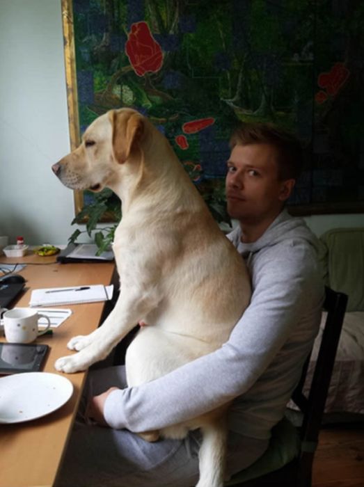 Funny Dogs That Are Impossible Not To Laugh At (24 pics)