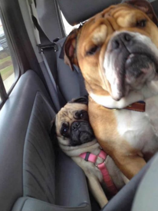 Funny Dogs That Are Impossible Not To Laugh At (24 pics)