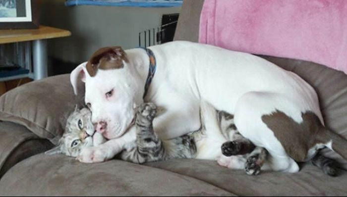 Funny Dogs That Are Impossible Not To Laugh At (24 pics)