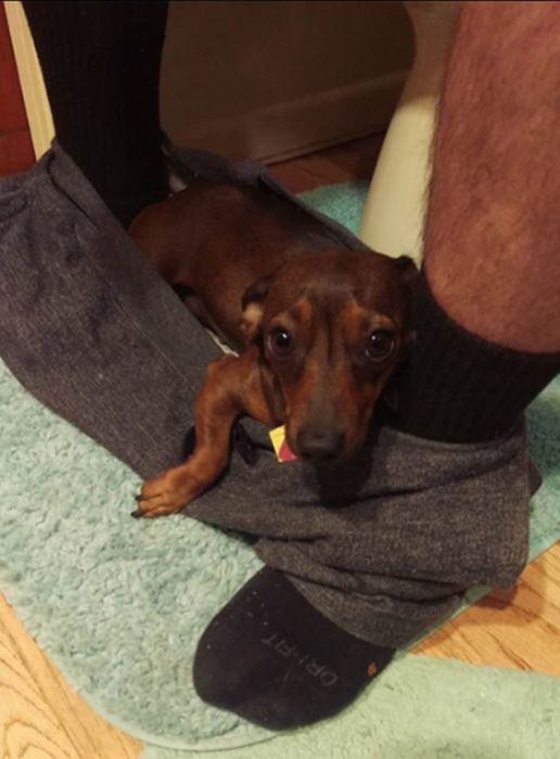 Funny Dogs That Are Impossible Not To Laugh At (24 pics)