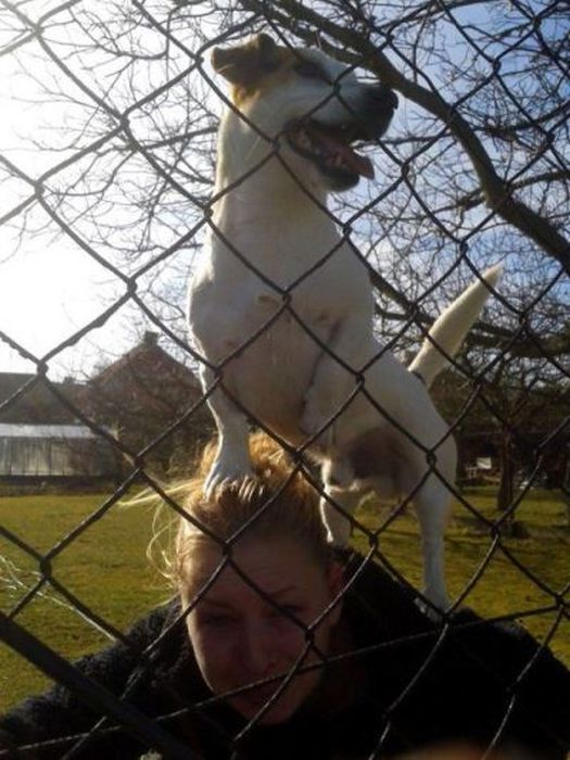 Funny Dogs That Are Impossible Not To Laugh At (24 pics)