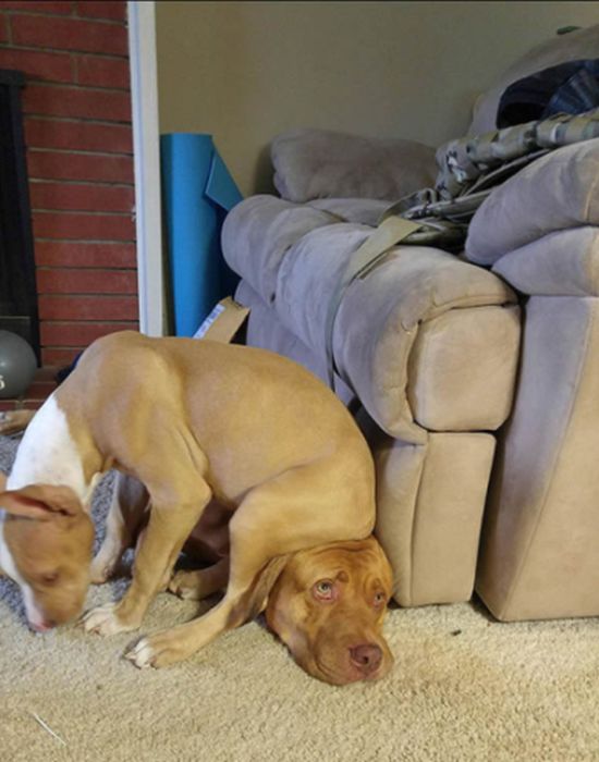 Funny Dogs That Are Impossible Not To Laugh At (24 pics)