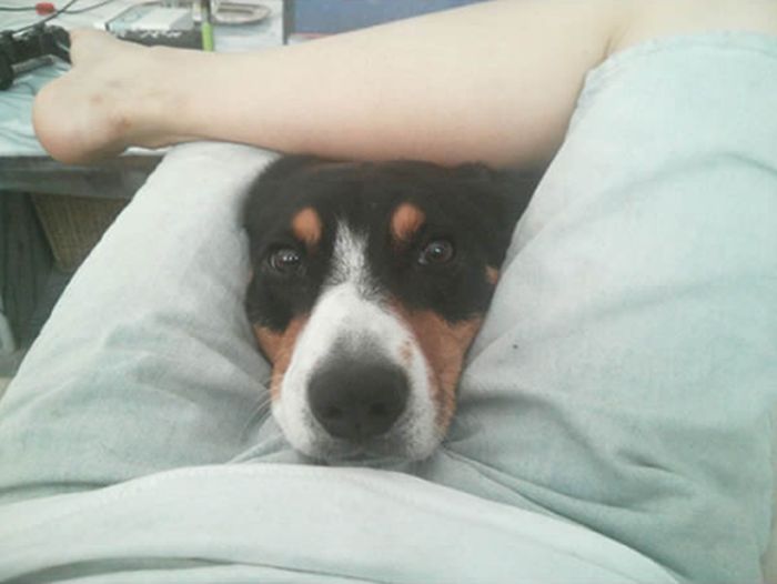 Funny Dogs That Are Impossible Not To Laugh At (24 pics)