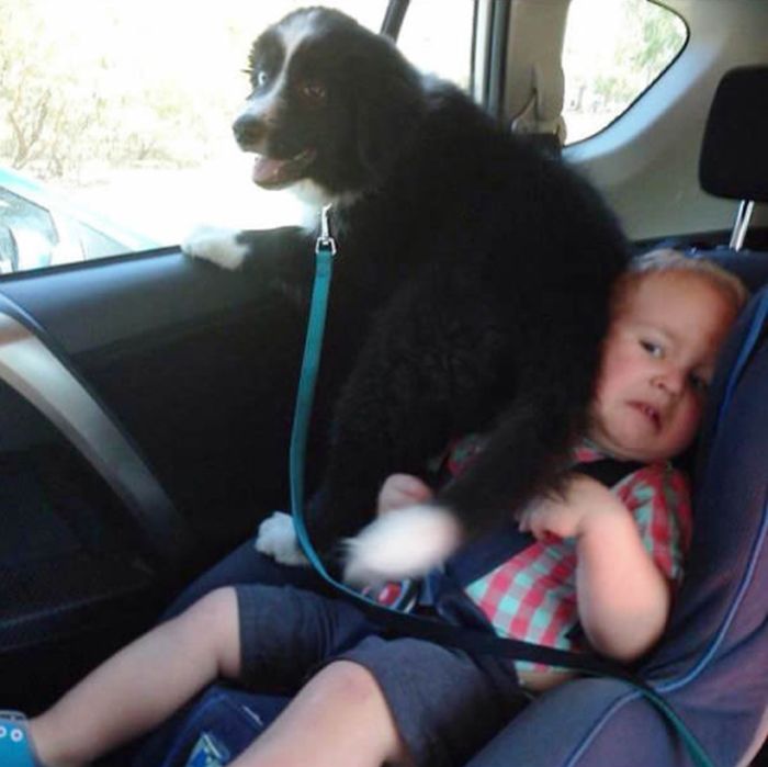Funny Dogs That Are Impossible Not To Laugh At (24 pics)