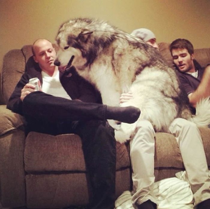 Funny Dogs That Are Impossible Not To Laugh At (24 pics)