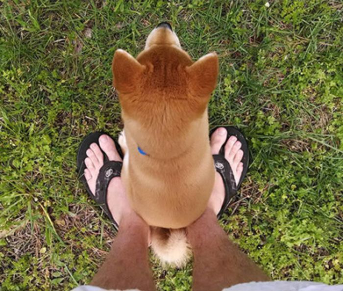 Funny Dogs That Are Impossible Not To Laugh At (24 pics)