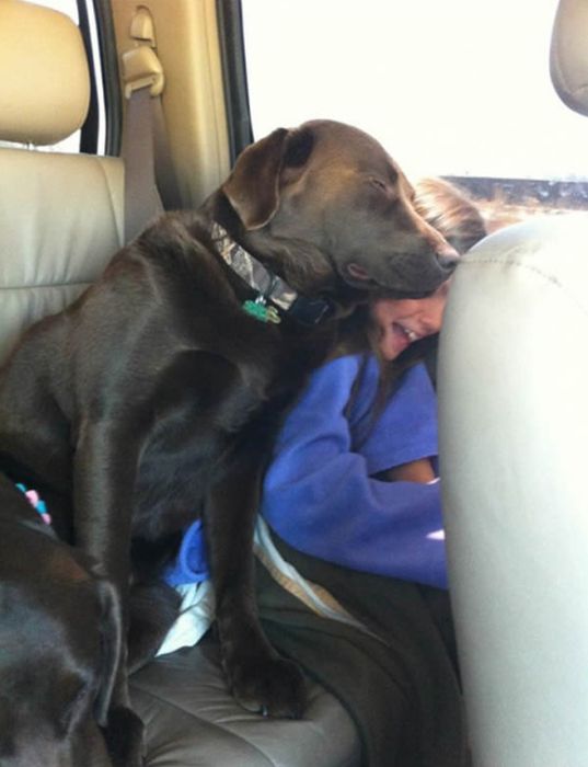 Funny Dogs That Are Impossible Not To Laugh At (24 pics)