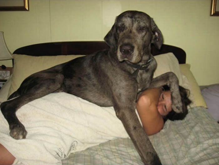 Funny Dogs That Are Impossible Not To Laugh At (24 pics)