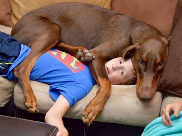 Funny Dogs That Are Impossible Not To Laugh At (24 pics)