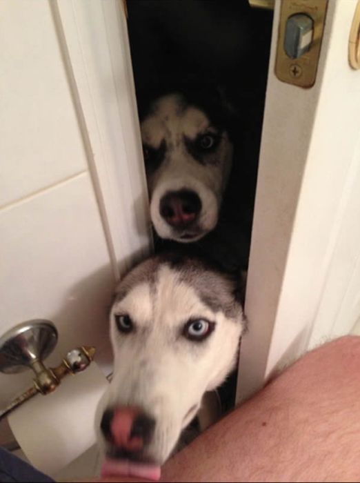 Funny Dogs That Are Impossible Not To Laugh At (24 pics)
