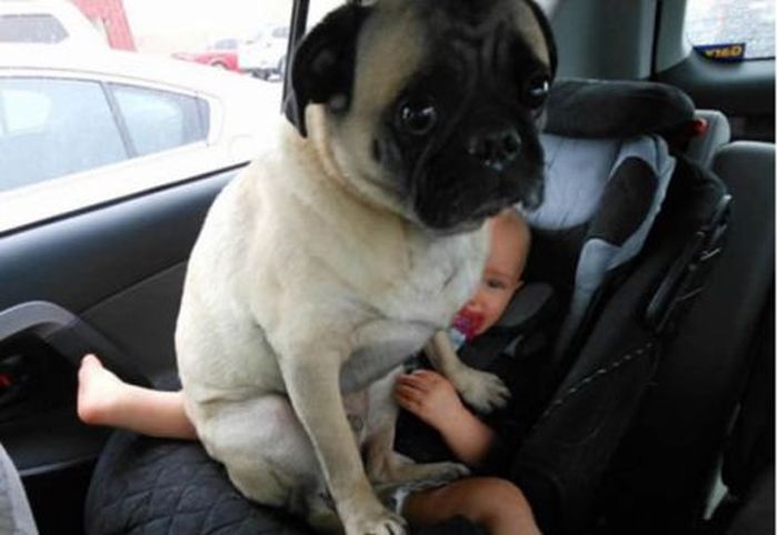 Funny Dogs That Are Impossible Not To Laugh At (24 pics)