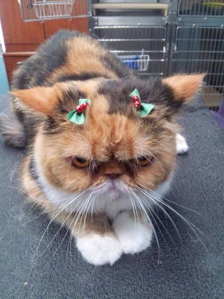 Pets That Definitely Aren't Excited For The Holidays (56 pics)