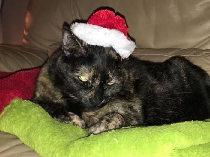Pets That Definitely Aren't Excited For The Holidays (56 pics)