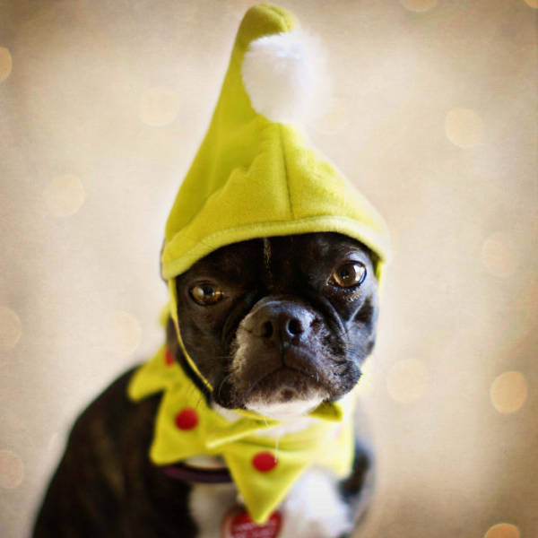 Pets That Definitely Aren't Excited For The Holidays (56 pics)