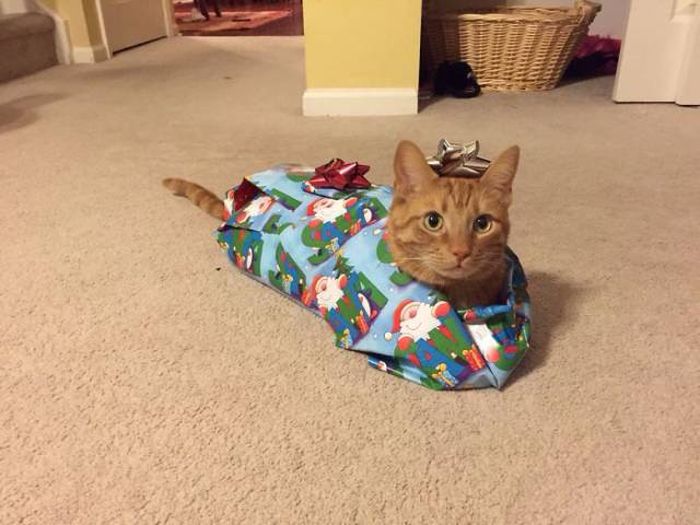 Pets That Definitely Aren't Excited For The Holidays (56 pics)
