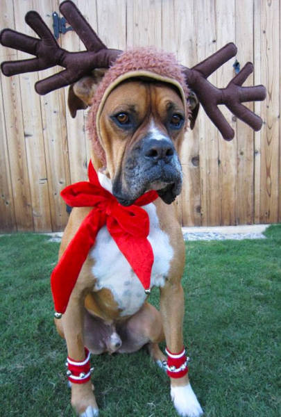 Pets That Definitely Aren't Excited For The Holidays (56 pics)