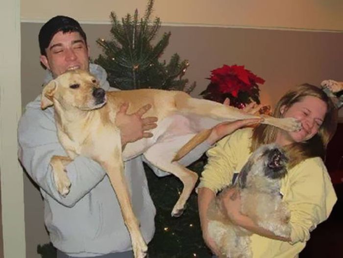 Pets That Definitely Aren't Excited For The Holidays (56 pics)