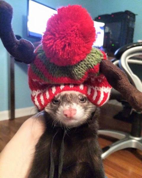 Pets That Definitely Aren't Excited For The Holidays (56 pics)