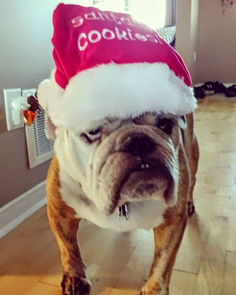 Pets That Definitely Aren't Excited For The Holidays (56 pics)