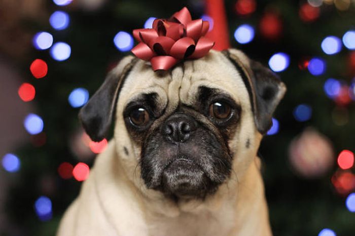 Pets That Definitely Aren't Excited For The Holidays (56 pics)