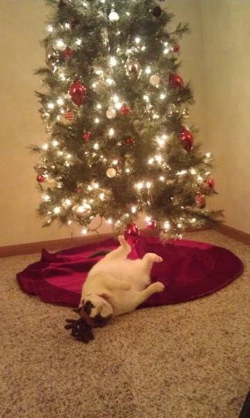 Pets That Definitely Aren't Excited For The Holidays (56 pics)