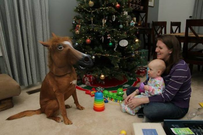 Pets That Definitely Aren't Excited For The Holidays (56 pics)
