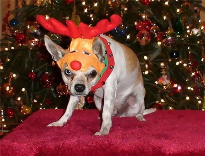 Pets That Definitely Aren't Excited For The Holidays (56 pics)