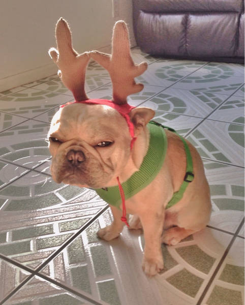 Pets That Definitely Aren't Excited For The Holidays (56 pics)