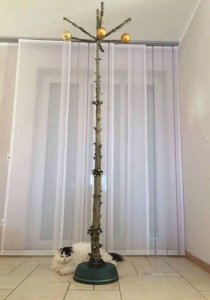 Pets That Definitely Aren't Excited For The Holidays (56 pics)
