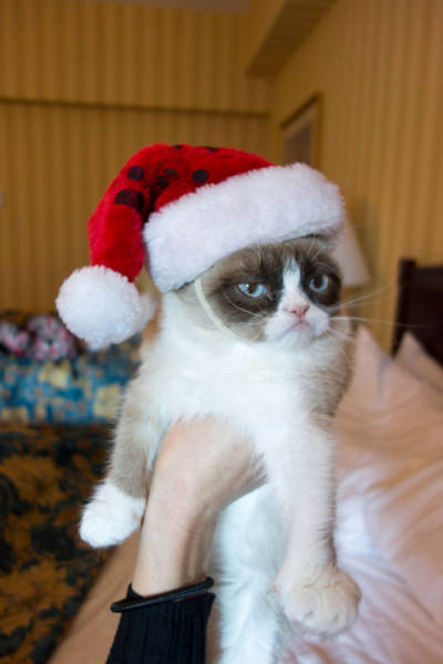 Pets That Definitely Aren't Excited For The Holidays (56 pics)