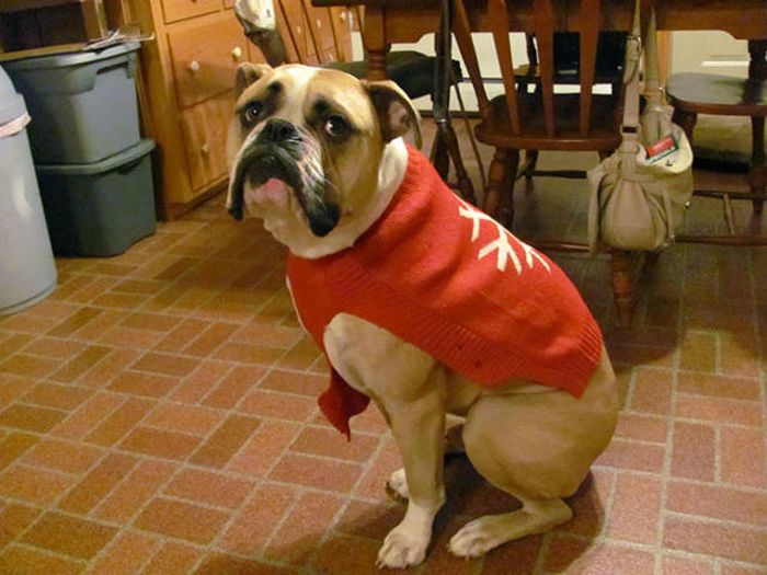 Pets That Definitely Aren't Excited For The Holidays (56 pics)