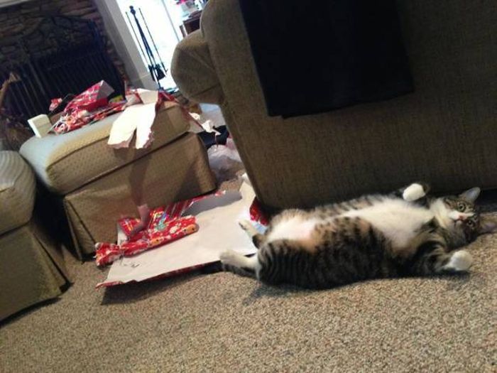 Pets That Definitely Aren't Excited For The Holidays (56 pics)