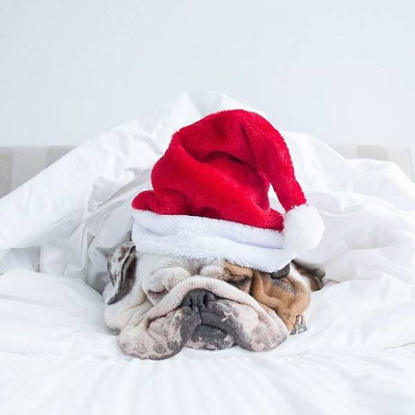 Pets That Definitely Aren't Excited For The Holidays (56 pics)