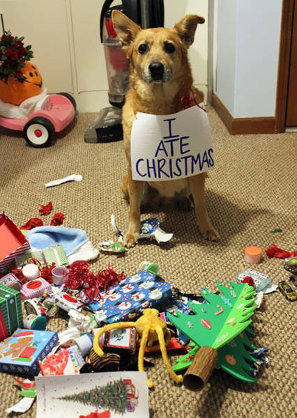Pets That Definitely Aren't Excited For The Holidays (56 pics)